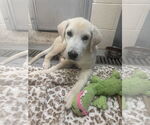Small Akbash-Great Pyrenees Mix