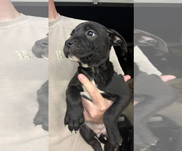 Medium Photo #3 American Staffordshire Terrier-Unknown Mix Puppy For Sale in Holly Springs, NC, USA