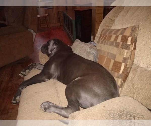 Full screen Photo #1 Cane Corso Puppy For Sale in MUNCIE, IN, USA