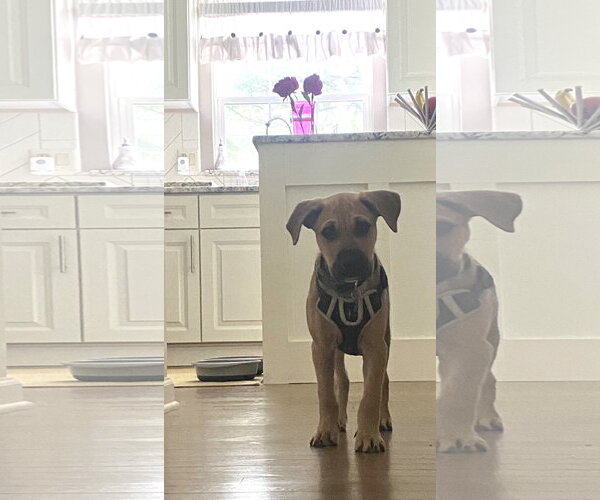 Medium Photo #6 Mutt Puppy For Sale in Doylestown, PA, USA