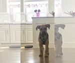 Small #5 Mutt