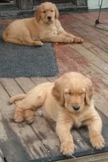 Golden Retriever Puppy for sale in TOPEKA, KS, USA