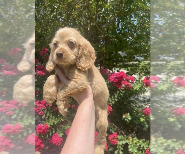 Medium Photo #4 Cocker Spaniel Puppy For Sale in GARDENDALE, AL, USA