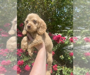 Medium Cocker Spaniel