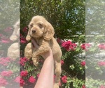 Puppy 3 Cocker Spaniel