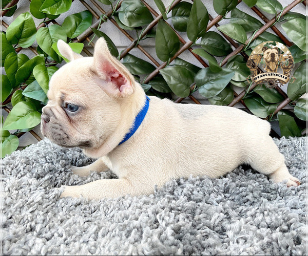 Full screen Photo #4 French Bulldog Puppy For Sale in LEHIGH ACRES, FL, USA