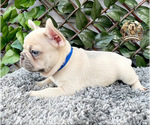 Small Photo #4 French Bulldog Puppy For Sale in LEHIGH ACRES, FL, USA