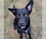 Small #1 Spaniel Mix