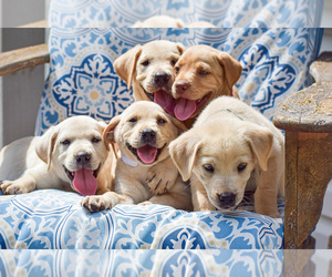 Labrador Retriever Dogs for adoption in PELZER, SC, USA