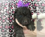 Small #4 Maltese-Poodle (Toy) Mix