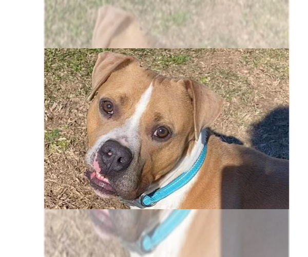 Medium Photo #1 Mutt Puppy For Sale in Abbeville, LA, USA