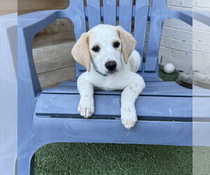 Beagle-Colonial Cocker Spaniel Mix Dogs for adoption in Fort Worth, TX, USA