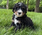 Puppy Pluto Bernedoodle (Miniature)