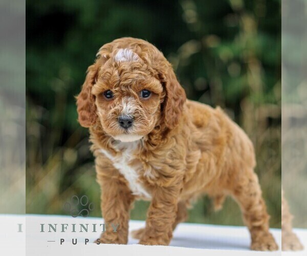 Medium Photo #4 Cavapoo Puppy For Sale in NARVON, PA, USA