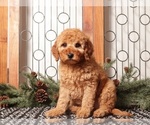 Small Goldendoodle (Miniature)