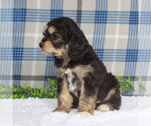 Medium Photo #2 Cavachon Puppy For Sale in GAP, PA, USA