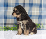 Small Photo #2 Cavachon Puppy For Sale in GAP, PA, USA