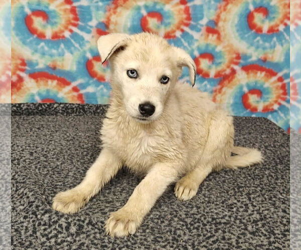 Medium Photo #5 Huskies -Unknown Mix Puppy For Sale in Royal Palm Beach, FL, USA