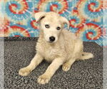 Small #4 Huskies  Mix