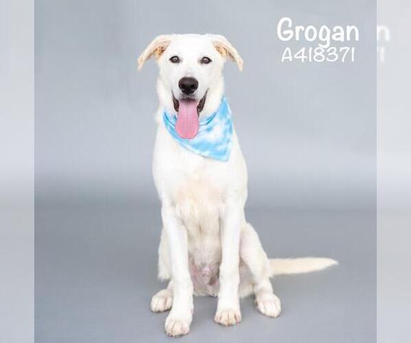 Medium Photo #1 Shepradors Puppy For Sale in Conroe, TX, USA