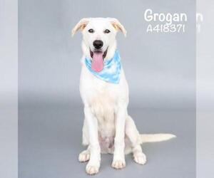 Shepradors Dogs for adoption in Conroe, TX, USA