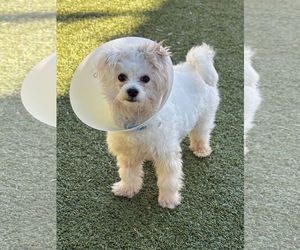 Mutt Dogs for adoption in Woodbury, NY, USA