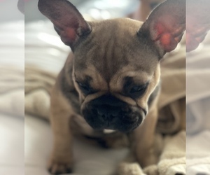 French Bulldog Puppy for sale in ANCHORAGE, AK, USA