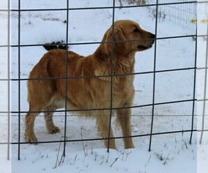 Mother of the Golden Mountain Dog puppies born on 01/29/2024