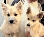 Small Photo #105 Pomsky Puppy For Sale in LOVELAND, CO, USA