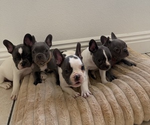 French Bulldog Litter for sale in RIVERSIDE, CA, USA