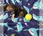 Small Photo #38 Shorkie Tzu-Zuchon Mix Puppy For Sale in COWARD, SC, USA