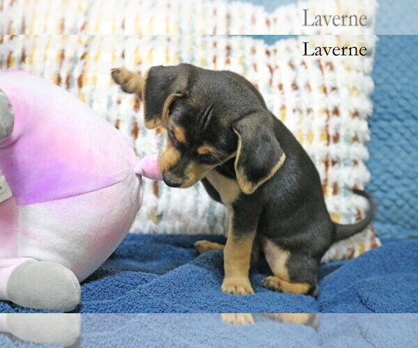 Medium Photo #2 Chiweenie Puppy For Sale in Wakefield, RI, USA