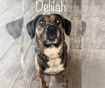 Small #1 German Shepherd Dog Mix