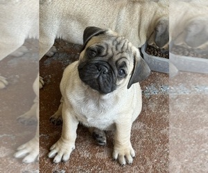 Pug Puppy for sale in RIALTO, CA, USA