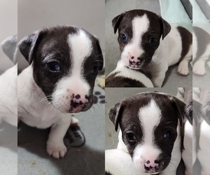 Jack Russell Terrier Puppy for sale in JASPER, FL, USA