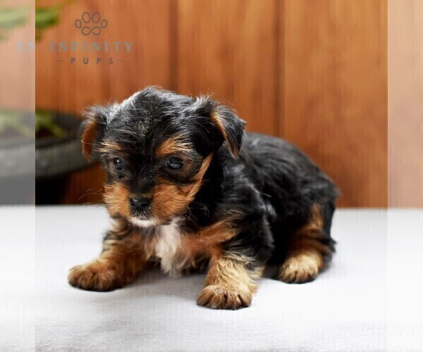 Medium Photo #5 Yorkshire Terrier Puppy For Sale in LOGANTON, PA, USA