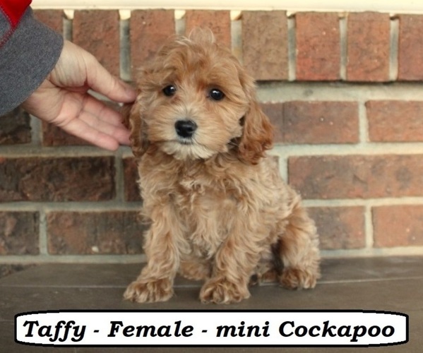 Medium Photo #5 Cockapoo (Miniature) Puppy For Sale in CLARKRANGE, TN, USA