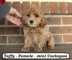 Small Photo #5 Cockapoo (Miniature) Puppy For Sale in CLARKRANGE, TN, USA