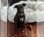 Small Chihuahua Mix