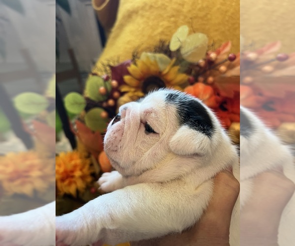 Medium Photo #21 English Bulldog Puppy For Sale in FAYETTEVILLE, NC, USA