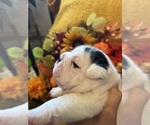 Puppy 5 English Bulldog