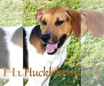 Small #1 Coonhound