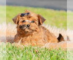 Small #1 Yorkipoo
