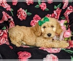 Small Photo #6 Goldendoodle Puppy For Sale in KIRKWOOD, PA, USA