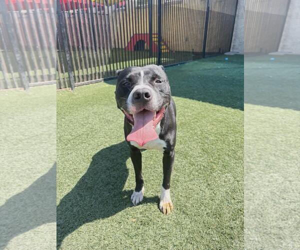 Medium Photo #5 American Pit Bull Terrier-Unknown Mix Puppy For Sale in McKinney, TX, USA