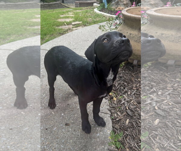 Medium Photo #6 Pointer-Rottweiler Mix Puppy For Sale in McKinney, TX, USA