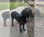 Small #5 Pointer-Rottweiler Mix