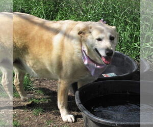Suzy - Female Labrador Retriever-Retriever  Mix Dog for Adoption - Photo #5