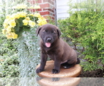 Small Photo #2 Akita-Labrador Retriever Mix Puppy For Sale in SHILOH, OH, USA