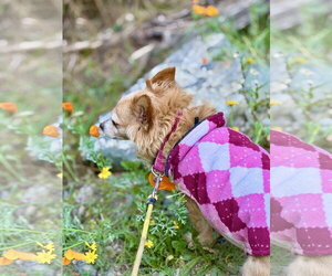 Naomi McGee - Female Chiranian Dog for Adoption - Photo #4